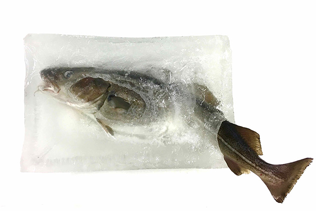 How does one achieve the best quality of fish that are frozen, stored and defrosted? This project will help scientists find the answers.