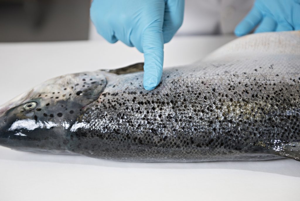 Pressing down with a finger to see if it leaves a mark is an effective method for determining freshness.