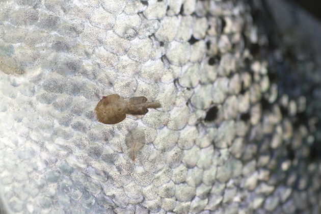 Lice attach to the Atlantic salmon skin and feed on blood and mucus. If untreated, the parasites can create sores that stress and can ultimately lead to death of the fish..