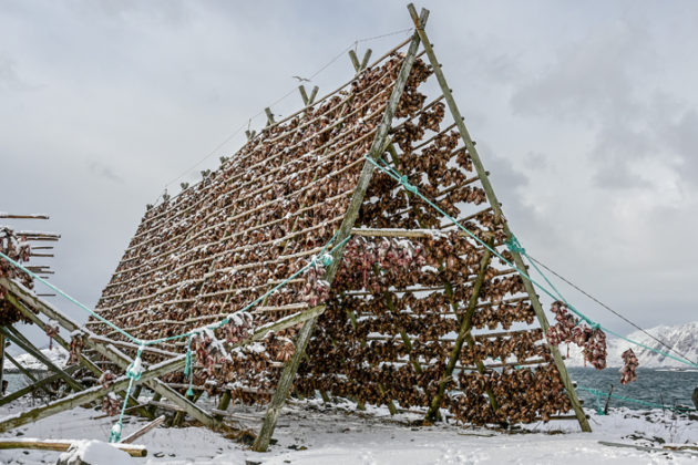 Cod heads hanged to dry.