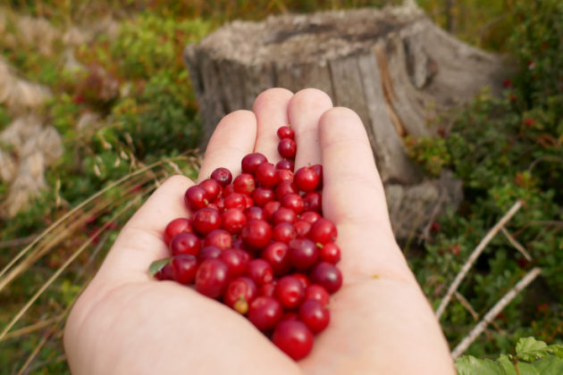 Lingonberries have several positive properties.