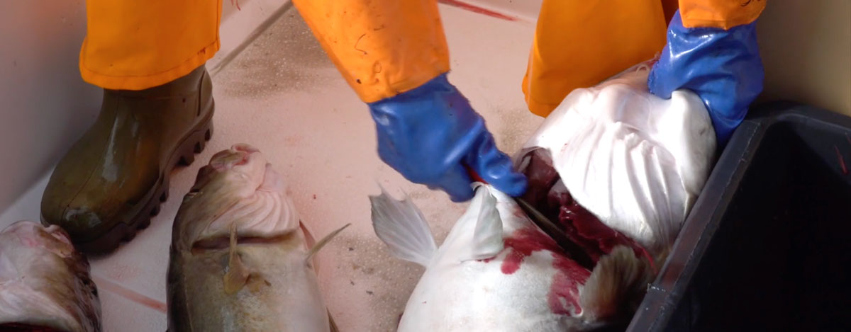 New knowledge on stunning and bleeding fish - Nofima