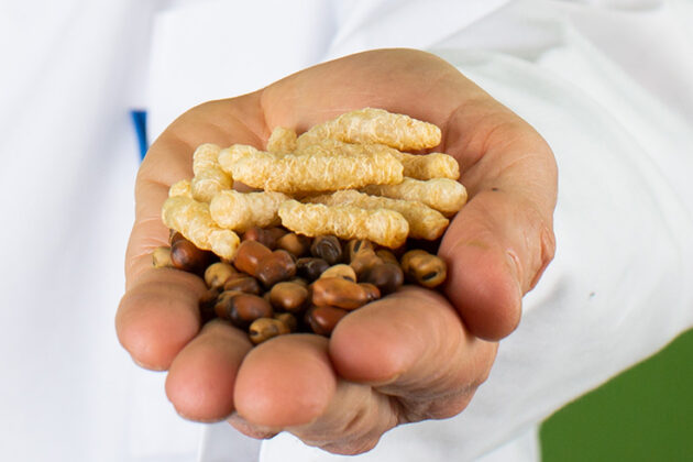 In this hand you can see the beans and a snack developed from the beans.