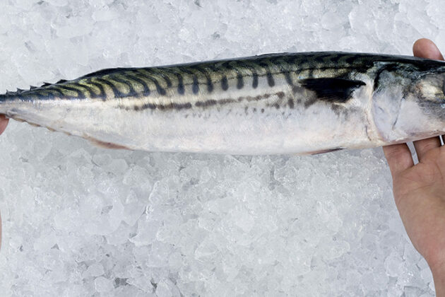 Nordic partners join forces to improve the quality and stability of mackerel products.