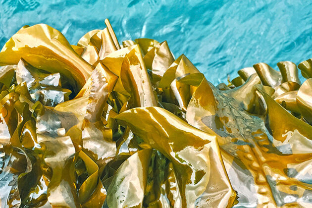 Seaweed growing on ropes.