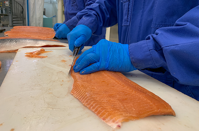 Nofima scientists filleting pink salmon.