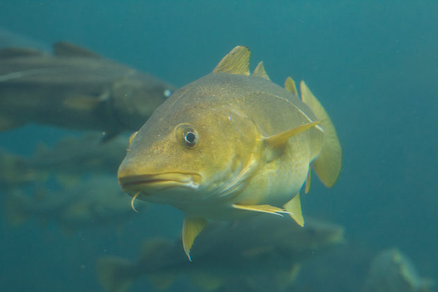 Five weeks of salmon feed on the menu didn’t affect cod fillets.