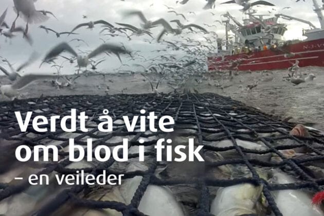 Bleeding and residual blood in fish - Nofima