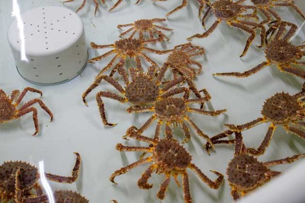 Astaxanthin supplier Astaxanthin supplier