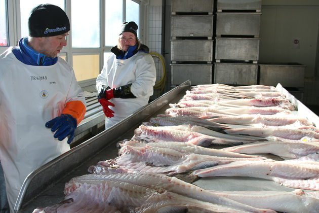 Quality challenges regarding large seine-caught cod - Nofima