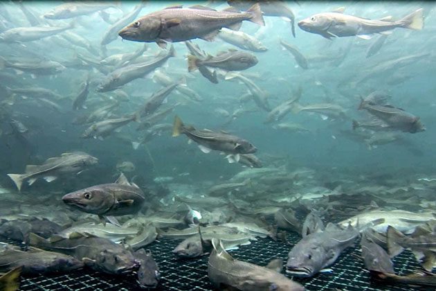 National Centre of Excellence in Capture-Based Aquaculture - Nofima