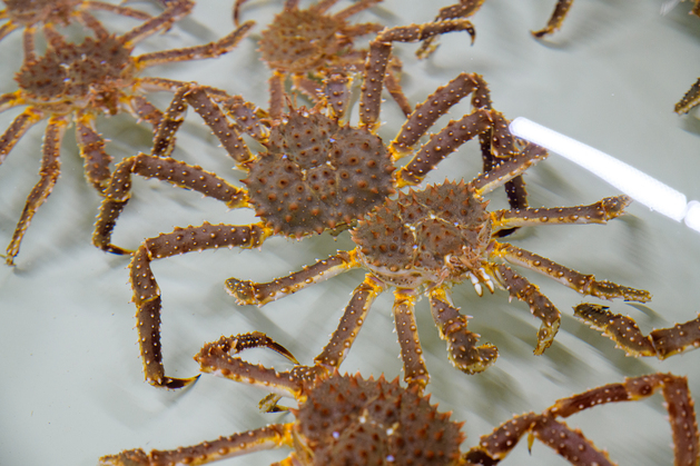 feeding-of-small-king-crabs-using-lumpfish-nofima