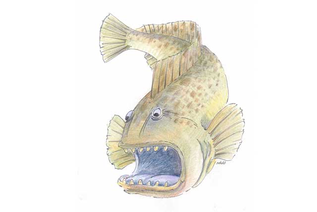 New feeds for farmed spotted wolffish - Nofima