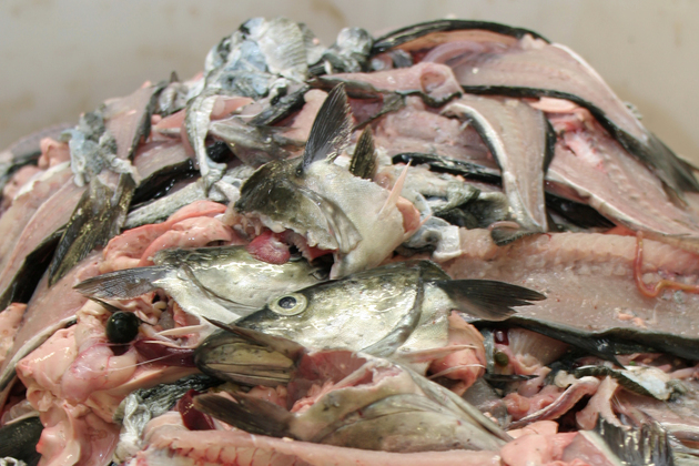 How can trimmings from the seafood industry be used more optimally? In this project, we aim to find the answers.