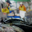 Thumbnail for Resilient North: food production, food safety and public health in Northern Norway