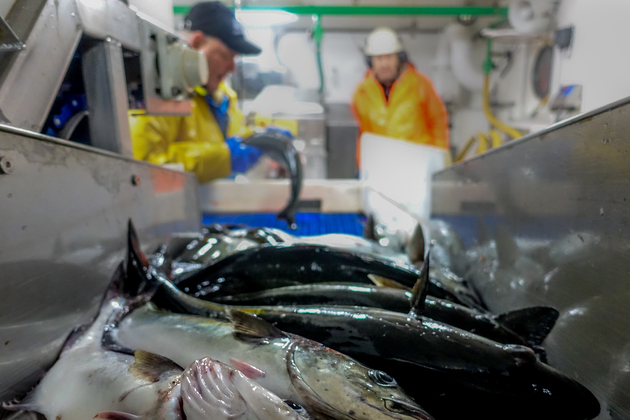 In Northern Norway, the fisheries industry is an important player in food production.