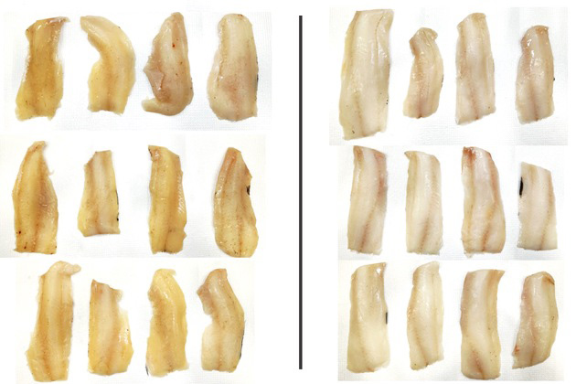 The haddocks on the left, frozen pre-rigor, developed a yellow discolouration.