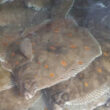 Thumbnail for Logistics solutions for flatfish