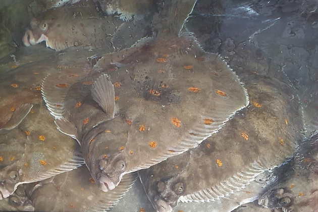 Plaice in a live storage tank.
