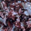 Thumbnail for Production potential for red seaweed in Europe