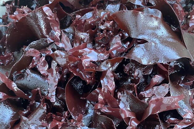 The picture shows the red algae dulse.