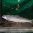 Thumbnail for Improved light regimes and feed for large smolt