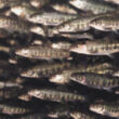Thumbnail for Improved light regimes and feed for large smolt