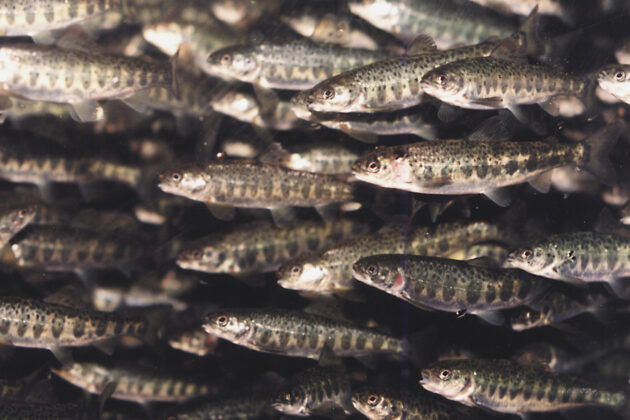 The picture shows salmon smolt.
