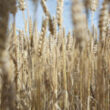 Thumbnail for Norwegian bread wheat – utilization of the whole grain as a food resource