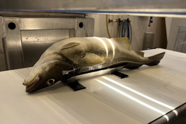 Cod being examined using hyperspectral imaging methods