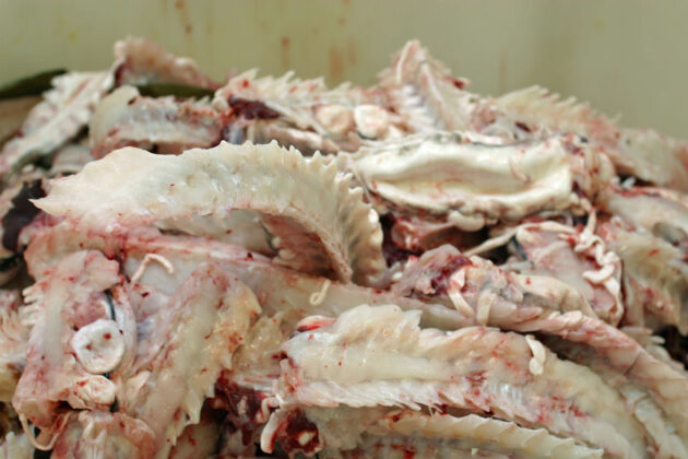 The picture shows cod backbones after filleting