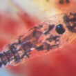 Thumbnail for Decoding host-pathogen interactions at the skin interface for developing efficient delousing strategy in Atlantic salmon