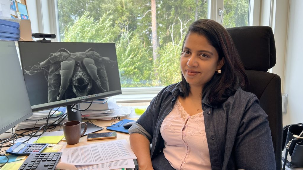 Amritha Johny wants to investigate the structure at the front of the salmon louse’s body in greater detail. Photo: Reidun Lilleholt Kraugerud © Nofima.