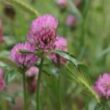 Thumbnail for Norwegian meadow legumes: a new and sustainable protein source