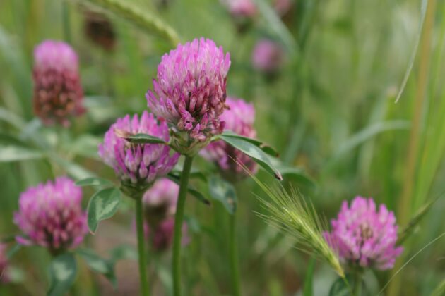 Red clover